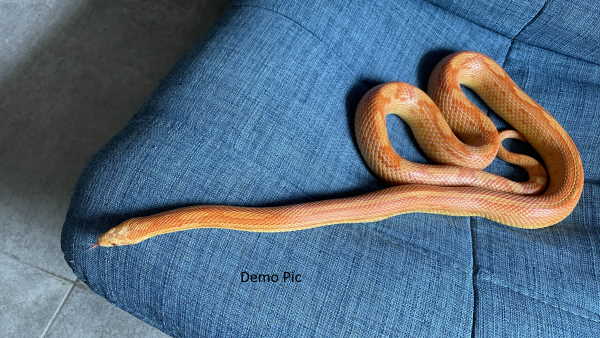 16 साल का मिकी वॉशरूम में छिपा