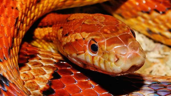 मिकी बूढ़ा भी हो चला था