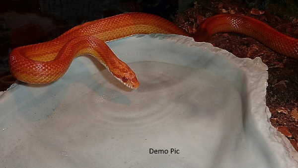 मालकिन के फ्लैट में आगे जिंदगी जी रहा मिकी