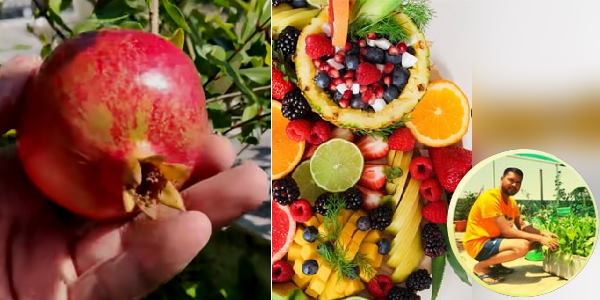 दीपक की फलों वाली छत दीपक की फलों वाली छत