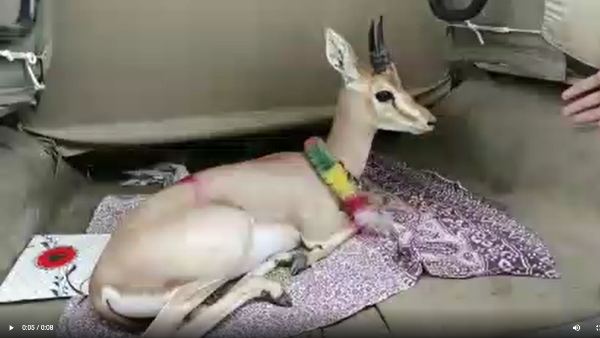 हिरणों को अपने घर बच्चों की तरह पालते हैं
