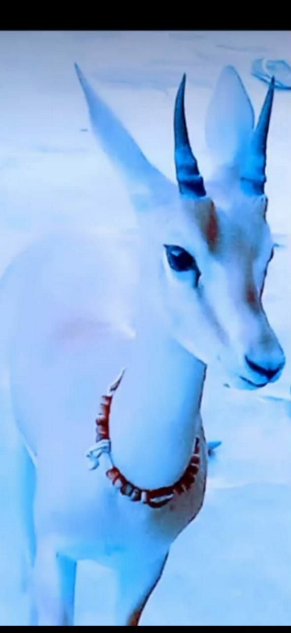 हिरण का यह बच्चा अब नौ माह का हो चुका