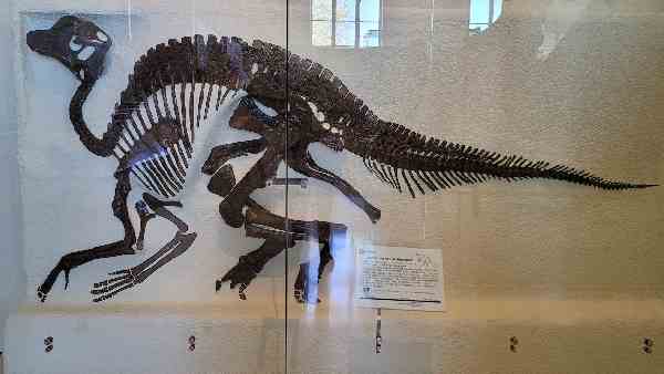 हड्डियों से मिली संरचना समझने में मदद