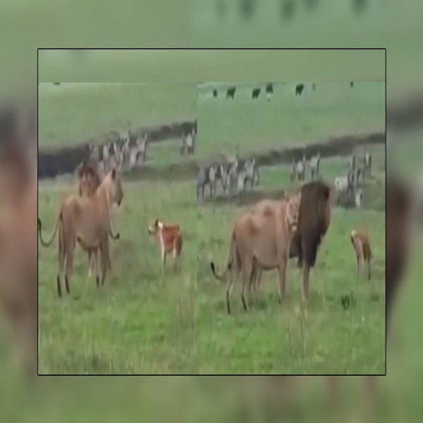 कुत्ते के दुस्साहस का यह वीडियो देखा क्या? कुत्ते के दुस्साहस का यह वीडियो देखा क्या?