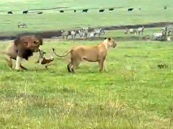 शेर का आखिर तक बस नहीं चला शेर का आखिर तक बस नहीं चला