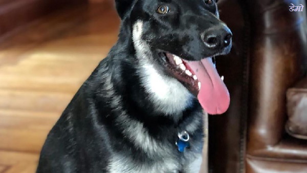 कुत्ते ने की 36 घंटे तक मालिक की रखवाली