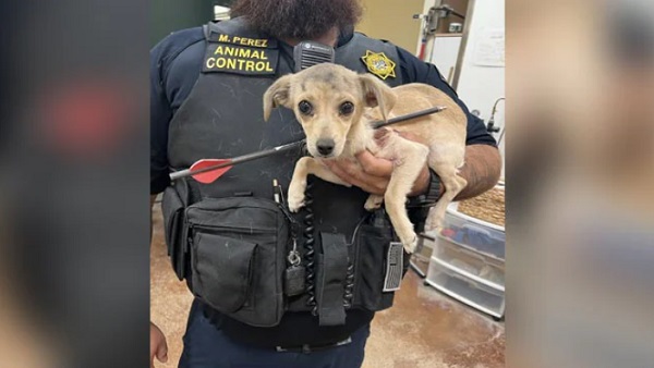 चिल्ला रहा था सड़क पर तीर से घायल पिल्ला 