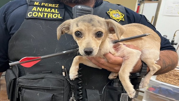 कुत्ते को हमले से हुआ काफी नुकसान