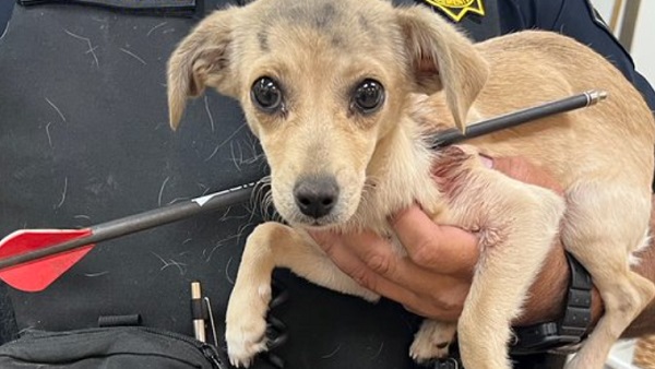 किसने की कुत्ते के साथ ये हरकत? 