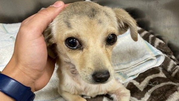 कैसे हुआ कुत्ते का ऑपरेशन