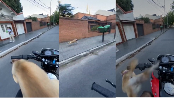 चलती बाइक से कूदा कुत्ता चलती बाइक से कूदा कुत्ता