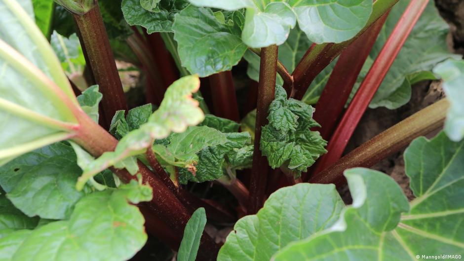 रासायनिक खाद की बजाय पेशाब का इस्तेमाल कई मायने में बेहतर है