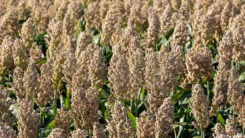 बाजरे की कई किस्में मौजूद हैं