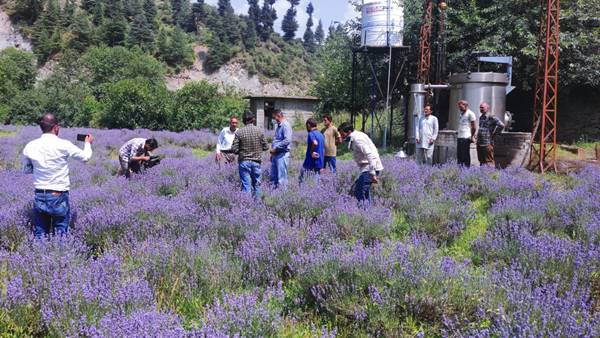 इन राज्यों में लैवेंडर और अरोमेटिक फार्मिंग की पहल