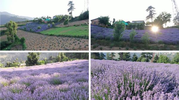 इन सुगंधित फसलों की खेती पर भी जोर