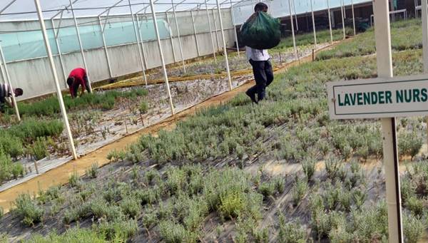 लैवेंडर की खेती में सफलता, 500 किसानों ने किया फॉलो