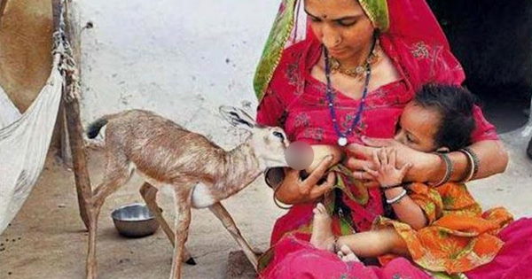 बिश्नोई समाज जाम्भोजी का उपासक