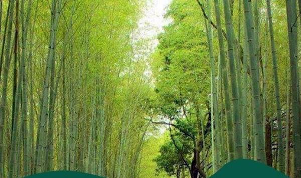 तीन-चार साल में फसल तैयार तीन-चार साल में फसल तैयार