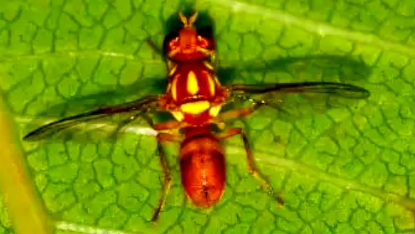 एक यात्रा में 9 मील की दूरी एक यात्रा में 9 मील की दूरी