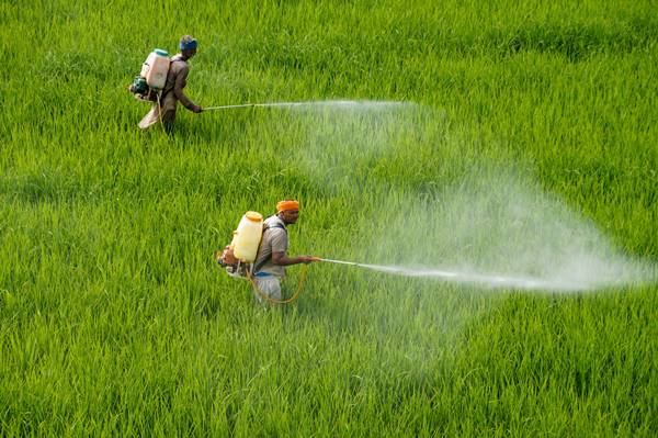 कीटनाशकों का इस्तेमाल