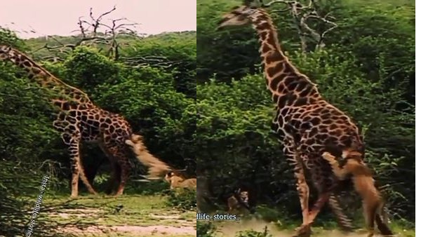 एक जिराफ पड़ा शेरों पर भारी एक जिराफ पड़ा शेरों पर भारी