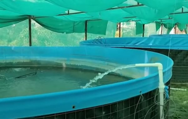 कोलकाता से मंगवाते हैं मछली कोलकाता से मंगवाते हैं मछली