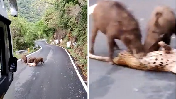 जंगली सूअरों को तेंदुए से लग रहा था डर