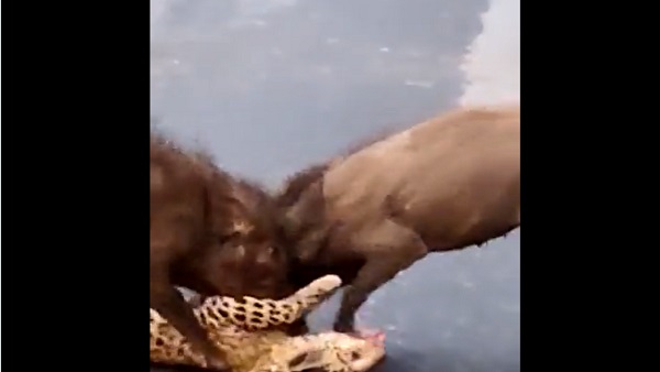 तमिलनाडु का बताया जा रहा है वीडियो