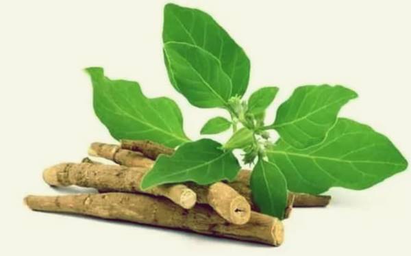 बीज, फल और छाल से इलाज, हजारों का मुनाफा