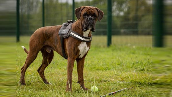 दो घंटे के ऑपरेशन में बचाई गई कुत्ते की जान