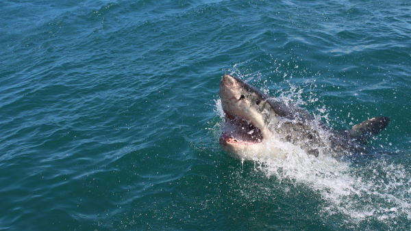 लुप्त हो रहे हैं ग्रेट ह्वाइट शार्क