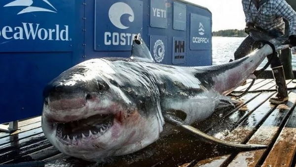 कहां जाते हुए फिर से देखा गया आयरनबाउंड?