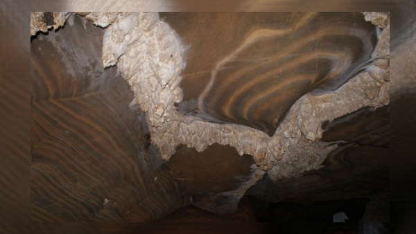 समुद्री जीवों के मिले अवशेष 