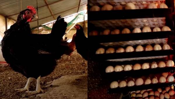 घर पर ही अंडों का बंदोबस्त