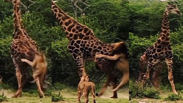 25 सेकेंड के वीडियो ने जीता दिल 25 सेकेंड के वीडियो ने जीता दिल