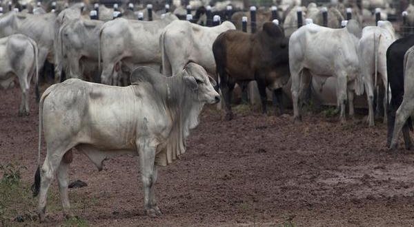 ऐसा हो मवेशियों के रहने का आवास