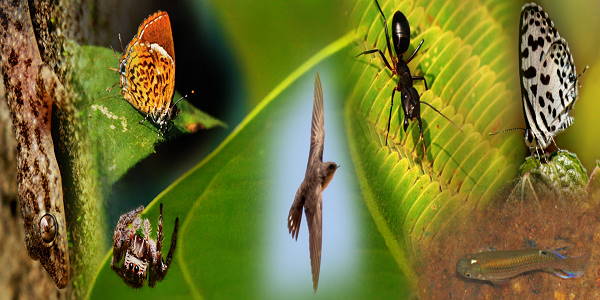 हमें सरंक्षण के लिए खुद आगे आना होगा