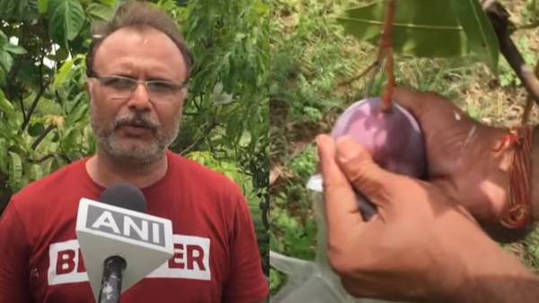 एमपी में भी हो चुकी है मियाजाकी आम की खेती