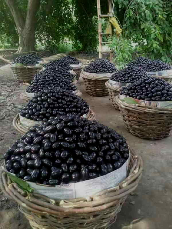 'पहली बार 730 रुपए/किलोग्राम का भाव'