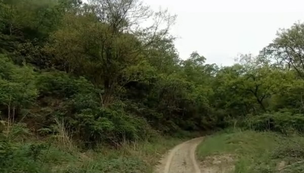 इतना प्यारा जंगल 