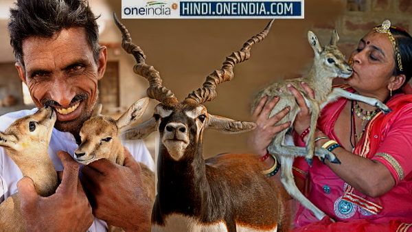 सलमान पर लगा था हिरण शिकार का आरोप