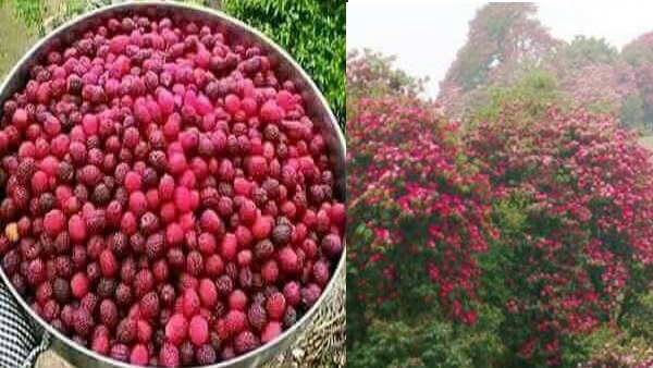 सीजन में सड़कों के किनारे मिल जाते हैं काफल