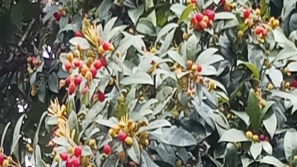 जानिए काफल के फायदे