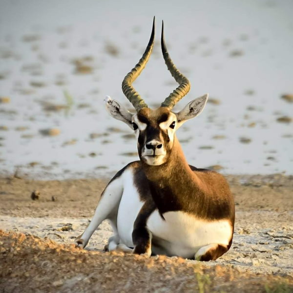 काले ​हिरणों के बारे में अधिक जानकारी