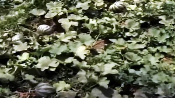 खरबूजे की मिठास