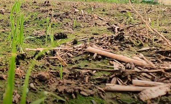 खरपतवार से निजात पाने के उपाय