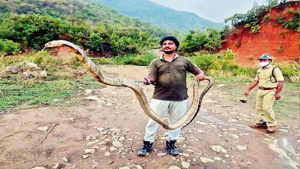 13 फीट लंबे किंग कोबरा का रेस्क्यू