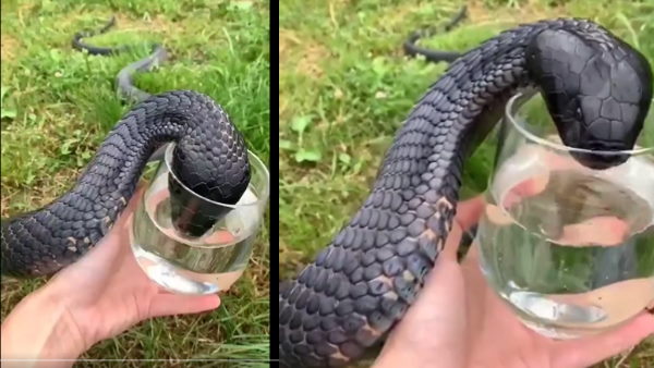 ग्लास से पानी पीते हुए दिखा किंग कोबरा