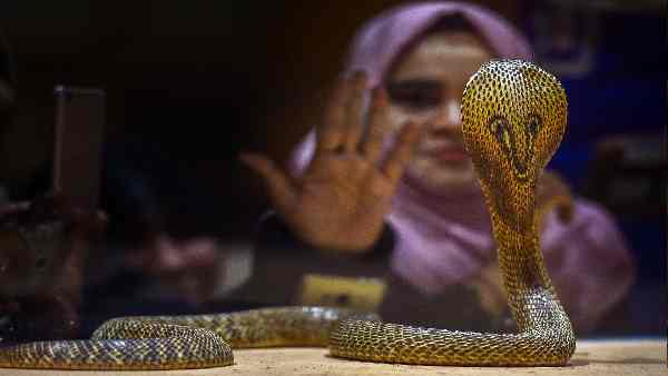 पहले भी हुआ है भयंकर सांपों का अनोखे अंदाज में रेस्क्यू