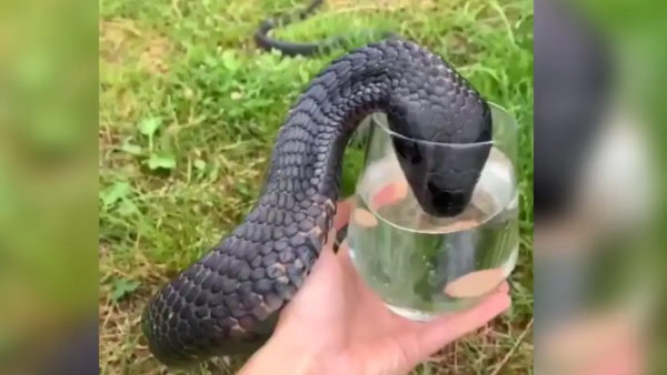 IFS अधिकारी के वीडियो के जवाब में यूजर ने शेयर किया वीडियो